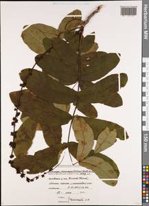 Pterocarya fraxinifolia (Poir.) Spach, Кавказ, Черноморское побережье (от Новороссийска до Адлера) (K3) (Россия)