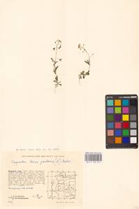 Пастушья сумка обыкновенная (L.) Medik., Сибирь, Западная Сибирь (S1) (Россия)