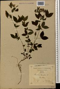 Чина рыхлоцветковая (Desf.)Kuntze, Кавказ, Грузия (K4) (Грузия)