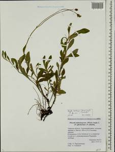 Pilosella acutifolia subsp. acutifolia, Восточная Европа, Северо-Западный район (E2) (Россия)