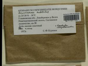 Radula complanata (L.) Dumort., Гербарий мохообразных, Мхи - Среднее Поволжье (B9) (Россия)