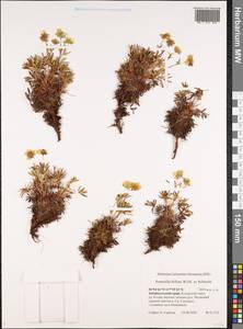Лапчатка двухцветковая Willd. ex Schltdl., Сибирь, Прибайкалье и Забайкалье (S4) (Россия)