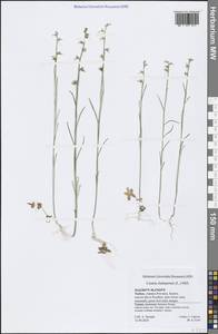 Linaria chalepensis (L.) Mill., Зарубежная Азия (ASIA) (Турция)