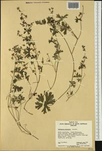 Geranium solanderi Carolin, Австралия и Океания (AUSTR) (Австралия)
