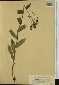 Hieracium picroides Vill., Западная Европа (EUR) (Италия)