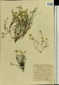 Odontarrhena tortuosa subsp. tortuosa, Восточная Европа, Восточный район (E10) (Россия)