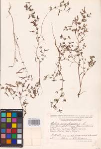 Лядвенец узкий L., Восточная Европа, Нижневолжский район (E9) (Россия)