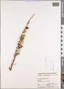 Лиственница даурская (Rupr.) Kuzen., Сибирь, Центральная Сибирь (S3) (Россия)