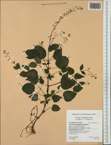 Circaea ×intermedia Ehrh., Западная Европа (EUR) (Великобритания)