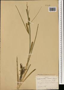 Carex utriculata Boott, Монголия (MONG) (Монголия)