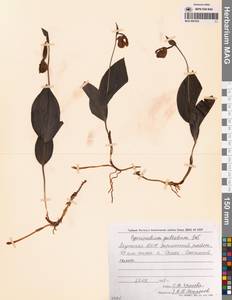 Венерин башмачок крапчатый Sw., Сибирь, Якутия (S5) (Россия)