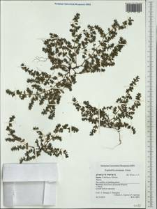 Euphorbia prostrata Aiton, Западная Европа (EUR) (Испания)