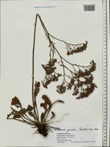 Кермек Гмелина (Willd.) Kuntze, Восточная Европа, Средневолжский район (E8) (Россия)
