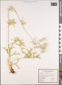 Eryngium billardierei, Зарубежная Азия (ASIA) (Иран)