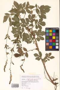 Репешок волосистый Ledeb., Сибирь, Дальний Восток (S6) (Россия)