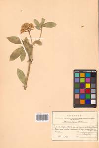 Скиммия промежуточная Komatsu, Сибирь, Дальний Восток (S6) (Россия)