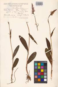 Dactylorhiza maculata subsp. fuchsii (Druce) Hyl., Восточная Европа, Западно-Украинский район (E13) (Украина)