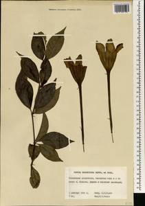 Rothmannia whitfieldii (Lindl.) Dandy, Африка (AFR) (Гвинея)