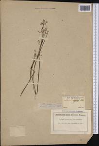 Lagenocarpus verticillatus (Spreng.) T.Koyama & Maguire, Америка (AMER) (Бразилия)