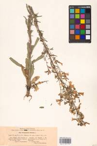 Колокольчик сибирский L., Восточная Европа, Московская область и Москва (E4a) (Россия)