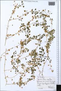 Ясколка, Африка (AFR) (Эфиопия)