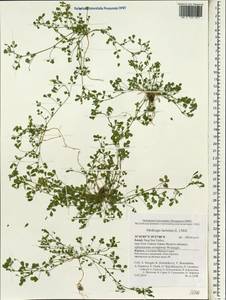 Medicago laciniata (L.)Mill., Зарубежная Азия (ASIA) (Израиль)