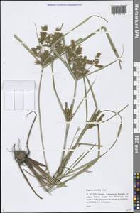 Cyperus microiria Steud., Кавказ, Грузия (K4) (Грузия)