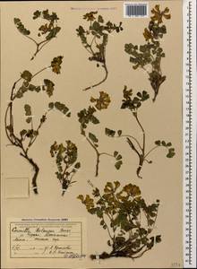 Coronilla orientalis subsp. balansae (Boiss.) Zernov, Кавказ, Абхазия (K4a) (Абхазия)