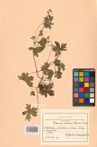 Герань йезская Franch. & Sav., Сибирь, Дальний Восток (S6) (Россия)