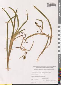 Ежеголовник злаковидный, Ежеголовник злаковый Georgi, Сибирь, Якутия (S5) (Россия)