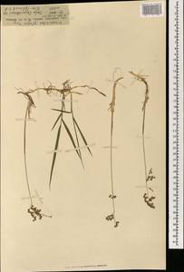 Anthoxanthum glabrum (Trin.) Veldkamp, Монголия (MONG) (Монголия)