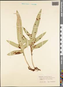 Polypodiopsida, Австралия и Океания (AUSTR) (Французская Полинезия)