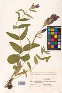 Горечавка легочная L., Восточная Европа, Нижневолжский район (E9) (Россия)