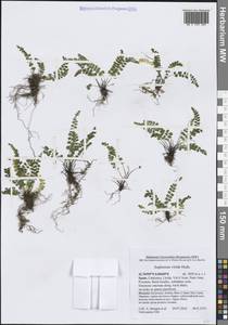 Костенец зеленый Huds., Западная Европа (EUR) (Испания)