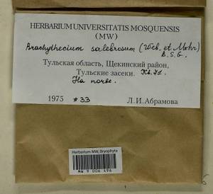 Brachythecium salebrosum (Hoffm. ex F. Weber & D. Mohr) Schimp., Гербарий мохообразных, Мхи - Центральное Нечерноземье (B6) (Россия)
