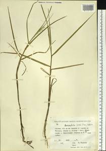 Dupontia fulva (Trin.) Röser & Tkach, Сибирь, Якутия (S5) (Россия)