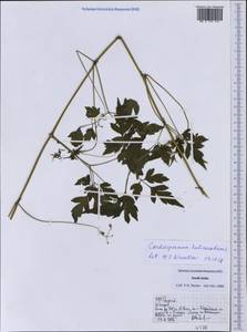 Кардиоспермум халикакабский L., Зарубежная Азия (ASIA) (Индия)