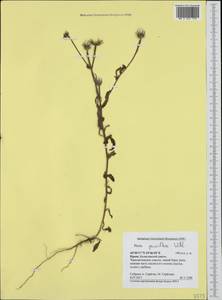 Горлюха малоцветковая Willd., Крым (KRYM) (Россия)