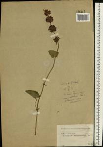 Шалфей мутовчатый L., Восточная Европа, Московская область и Москва (E4a) (Россия)