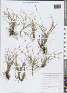 Осока шабинская, Осока сабинская Less. ex Kunth, Сибирь, Дальний Восток (S6) (Россия)