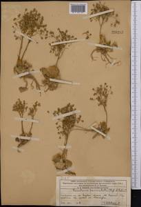 Rosularia radicosa (Boiss. & Hohen.) Eggli, Средняя Азия и Казахстан, Западный Тянь-Шань и Каратау (M3) (Казахстан)