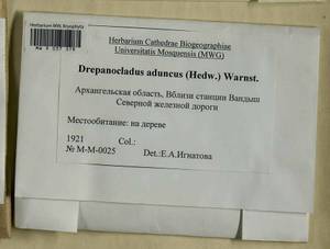 Drepanocladus aduncus (Hedw.) Warnst., Гербарий мохообразных, Мхи - Архангельская и Вологодская области, Коми, Ненецкий АО (B7) (Россия)