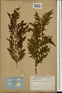 Зюзник высокий L.fil., Кавказ, Дагестан (K2) (Россия)