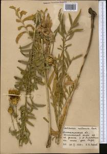 Rhaponticoides ruthenica (Lam.) M.V.Agab. & Greuter, Средняя Азия и Казахстан, Северный и Центральный Тянь-Шань (M4) (Казахстан)