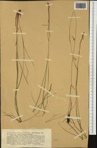 Carex austroalpina Bech., Западная Европа (EUR) (Швейцария)