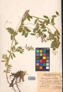 Горошек японский A.Gray, Сибирь, Дальний Восток (S6) (Россия)