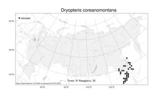 Dryopteris coreanomontana, Щитовник сихотинский Kom., Атлас флоры России (FLORUS) (Россия)