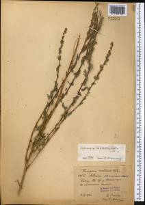 Artemisia stechmanniana Besser, Средняя Азия и Казахстан, Памир и Памиро-Алай (M2) (Таджикистан)