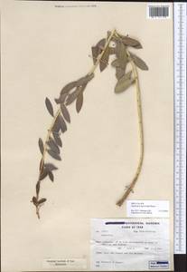 Euphorbia macroclada Boiss., Зарубежная Азия (ASIA) (Иран)