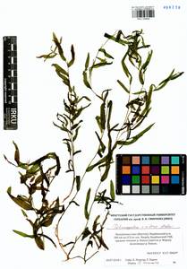Potamogeton × nitens Weber, Сибирь, Якутия (S5) (Россия)